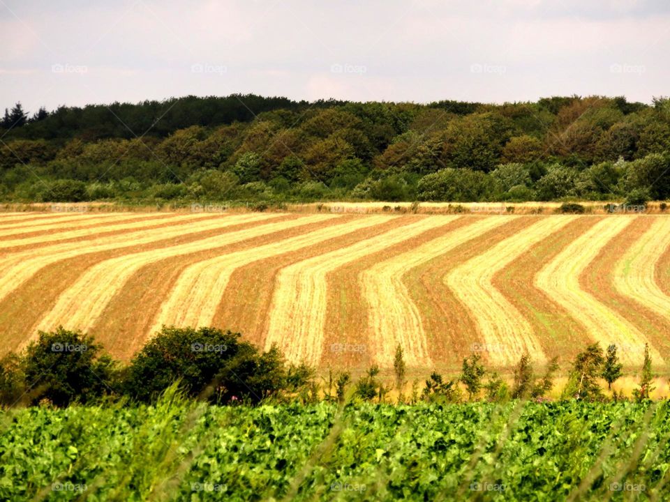 beautiful fields