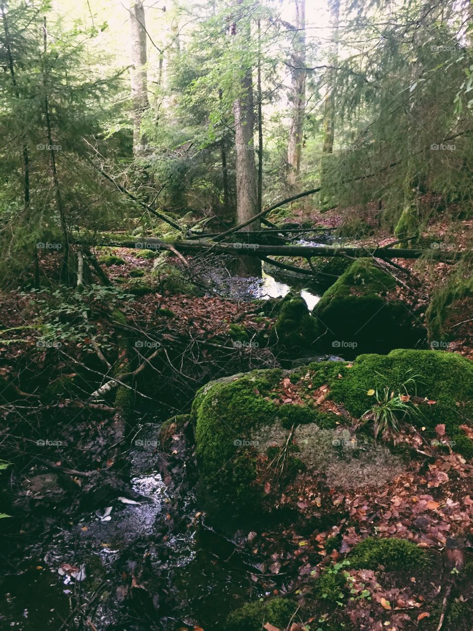 River in the forest