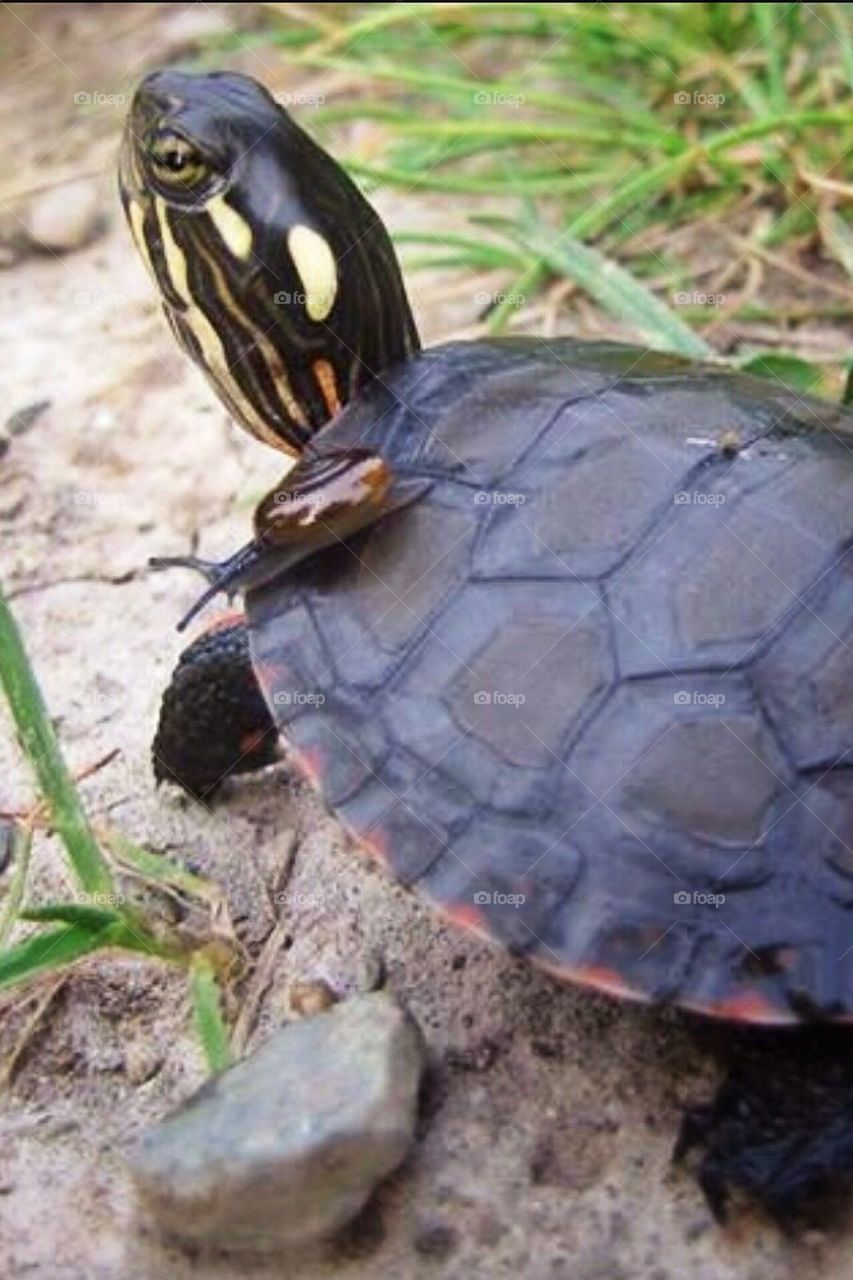 Just hitching a ride 