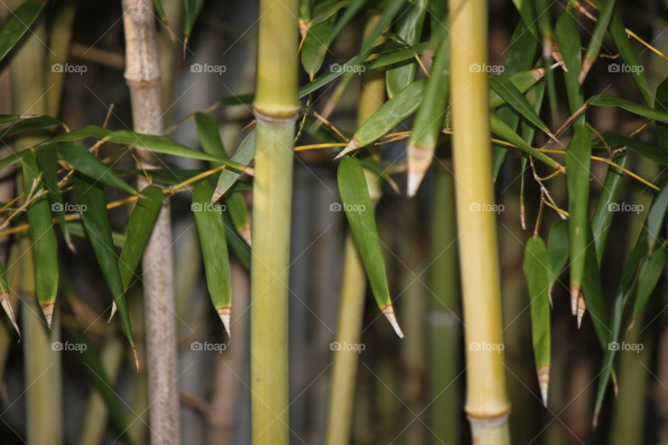 Bamboo Forrest