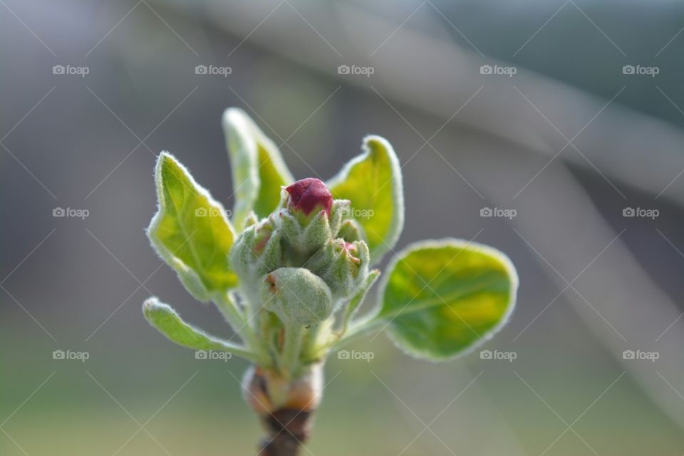 apple blossom ready to pop