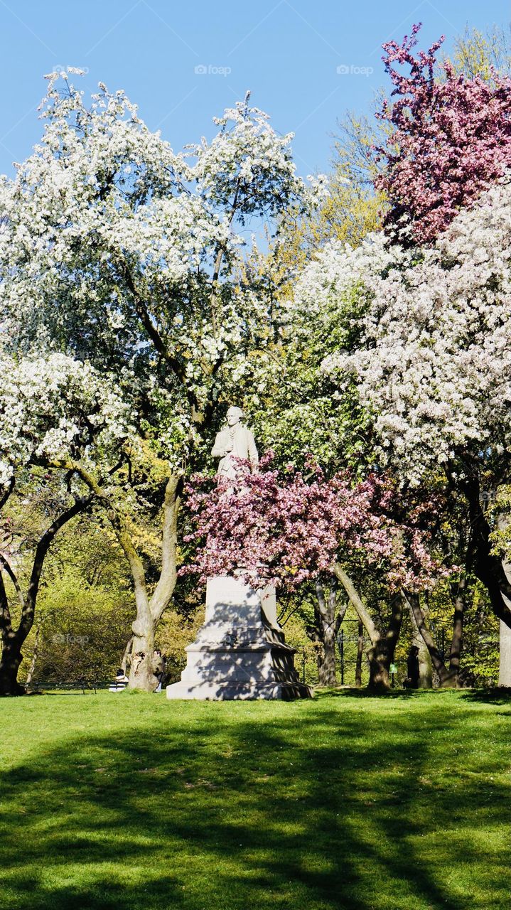 A profusion of beautiful cherry blossoms portrays the beauty and charm of spring. 