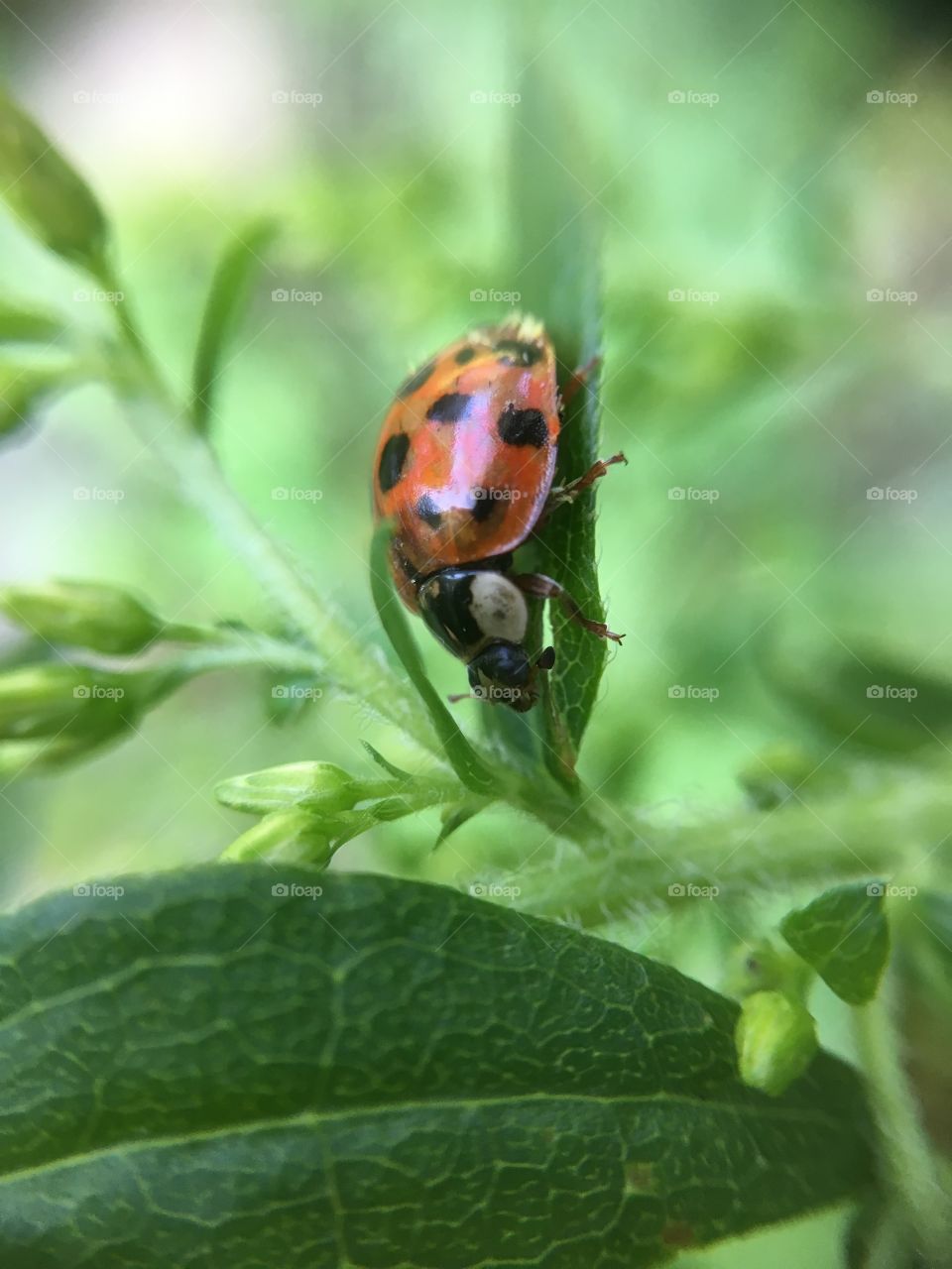 Ladybug