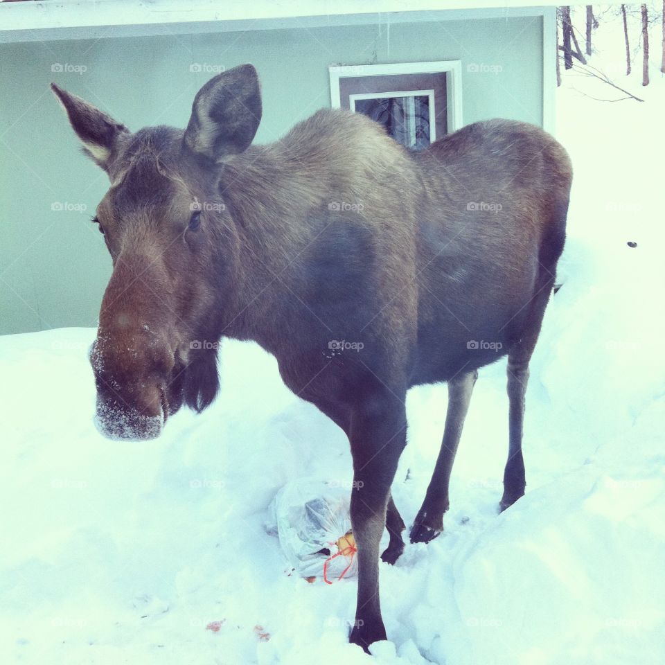 Pesky Moose ALASKA. Ready for church, this moose got into my garbage then bedded down for the day. Had to ride w/ neighbors to church. 