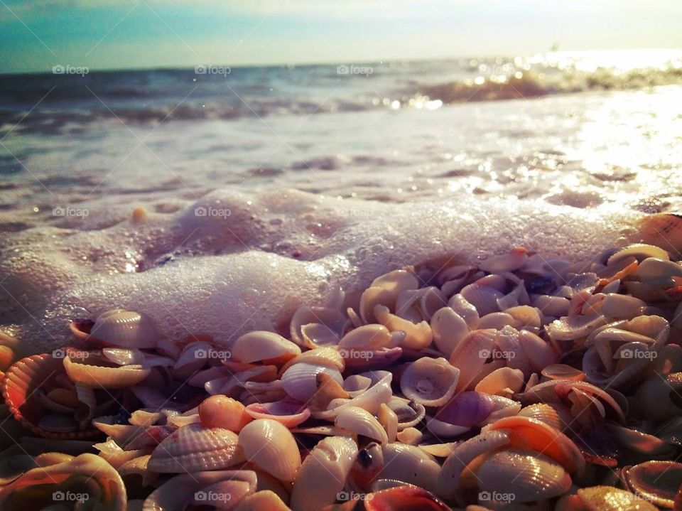 Sea shells