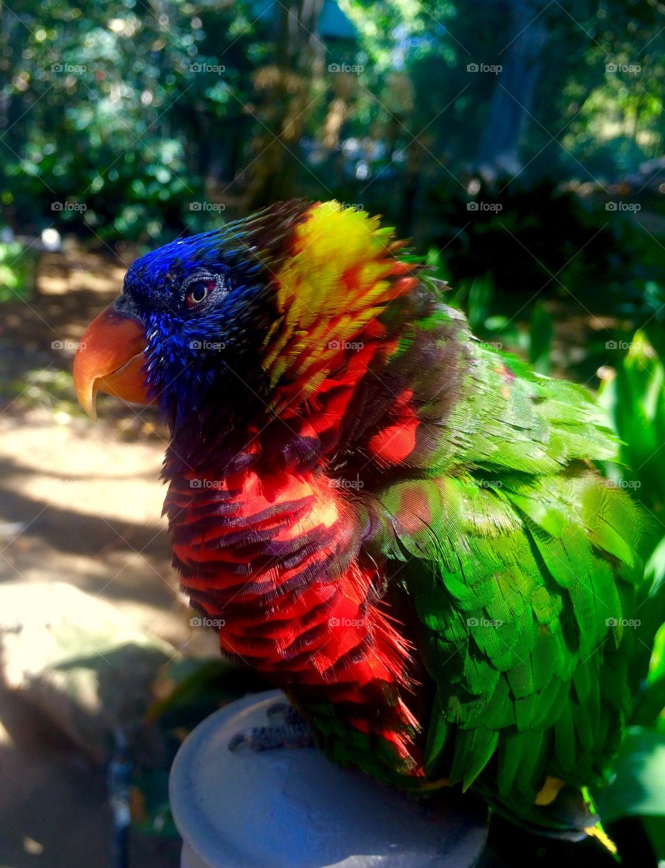 Lorikeet