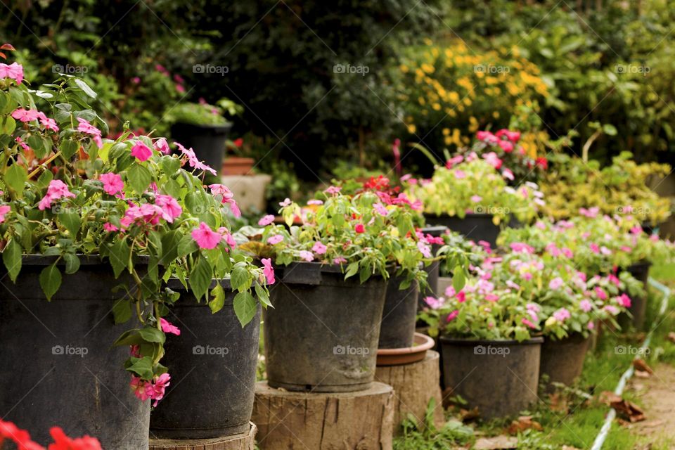 Conjunto de macetas con flores