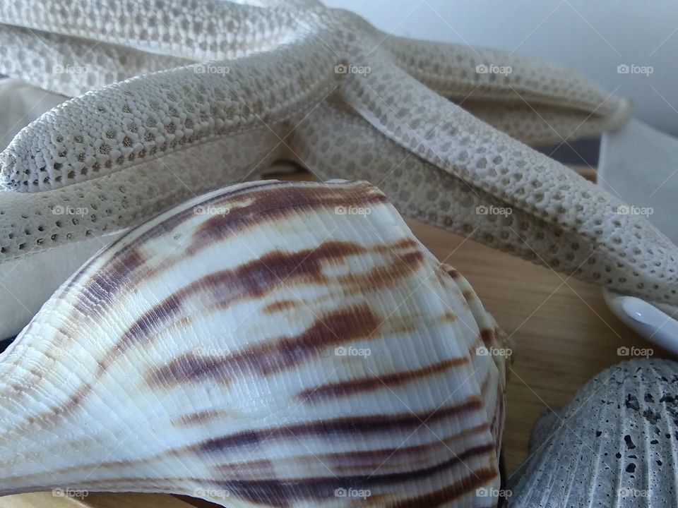 shell
