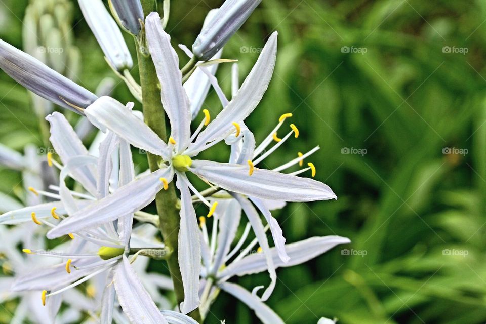 beautiful floral splendor