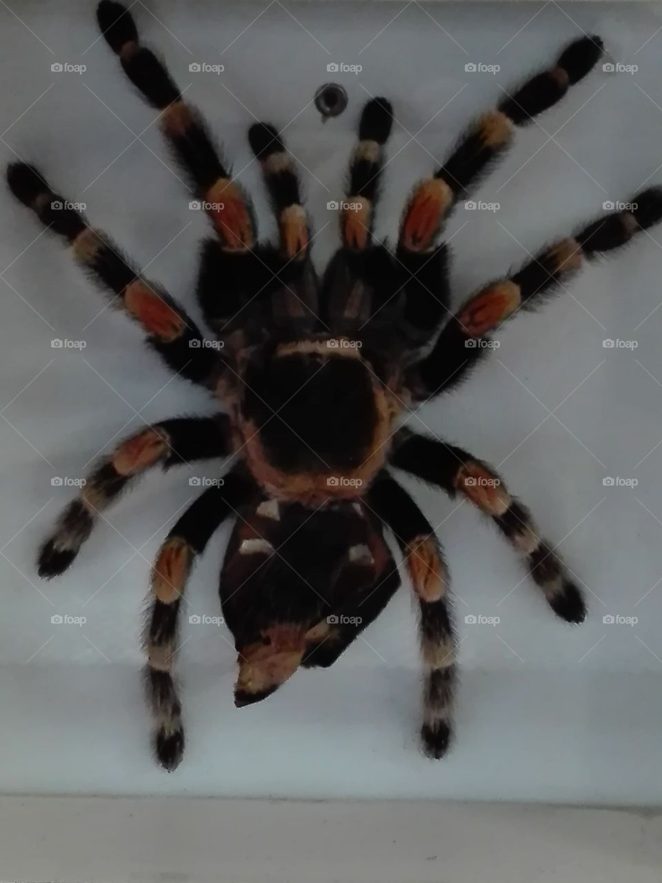 Spinne