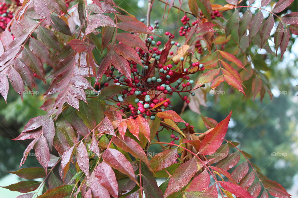 fall leaves, berries