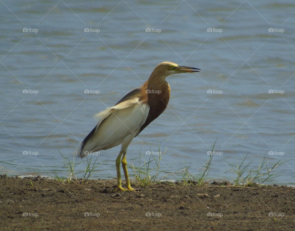 Dryng for the long time of bird at the side of ponds. Adultery bird to category in egret.