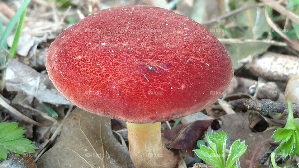 Fungus, Mushroom, Food, Fall, Nature
