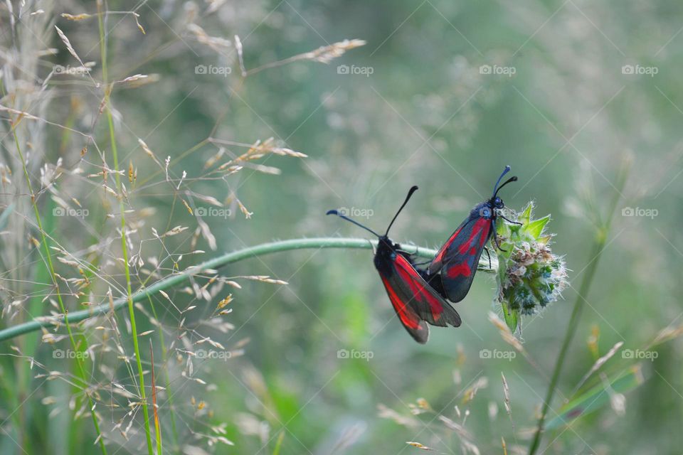 two beetle butterflies love in green grass summer nature