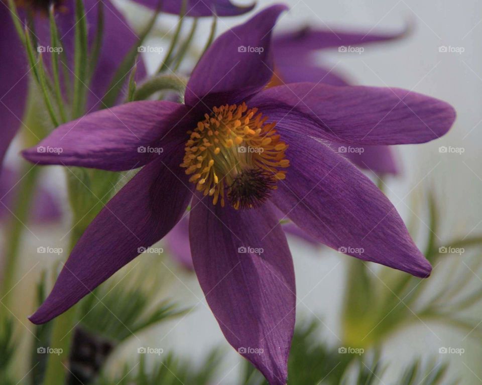 purple flower