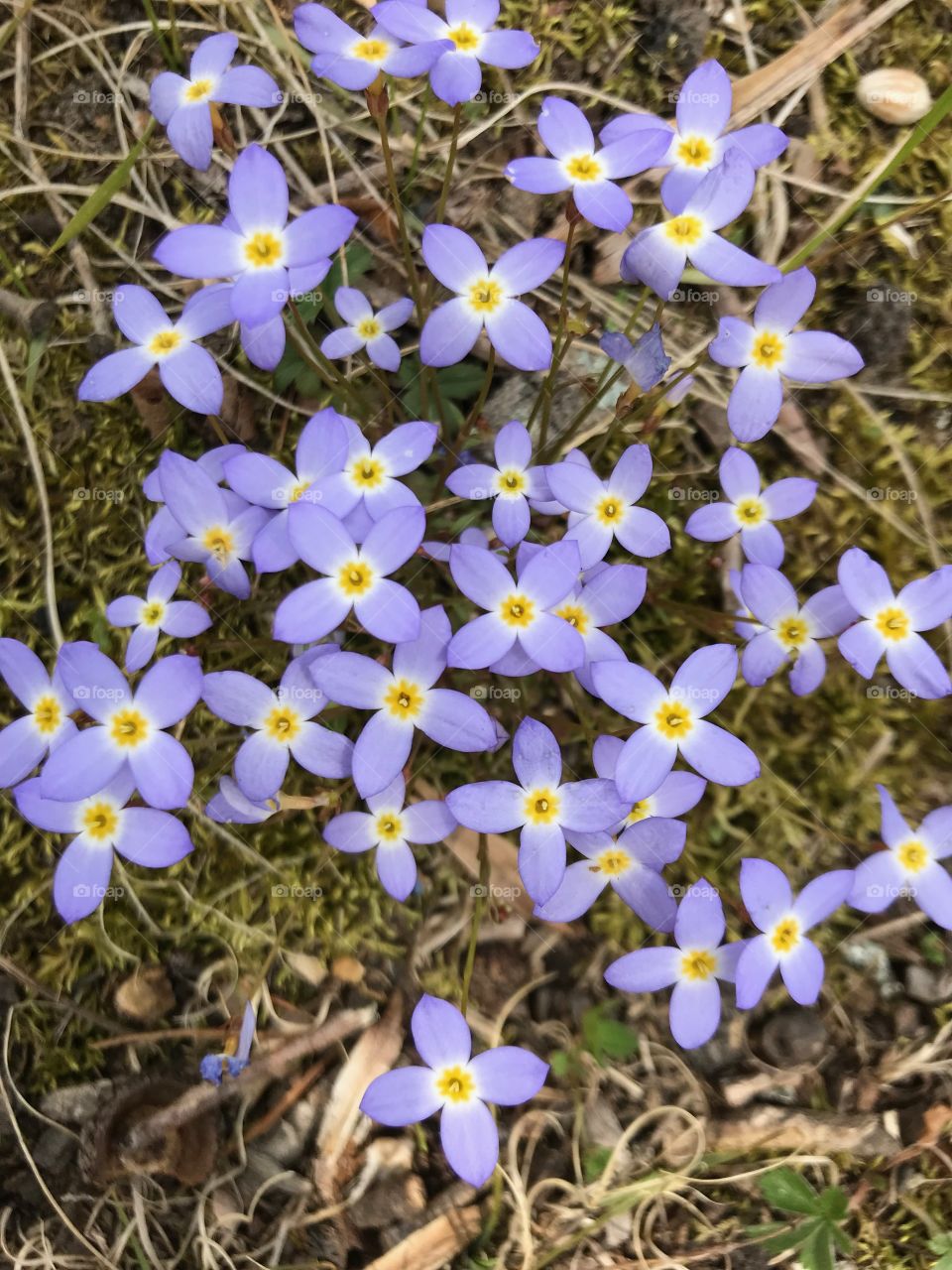 Purple is my favorite color