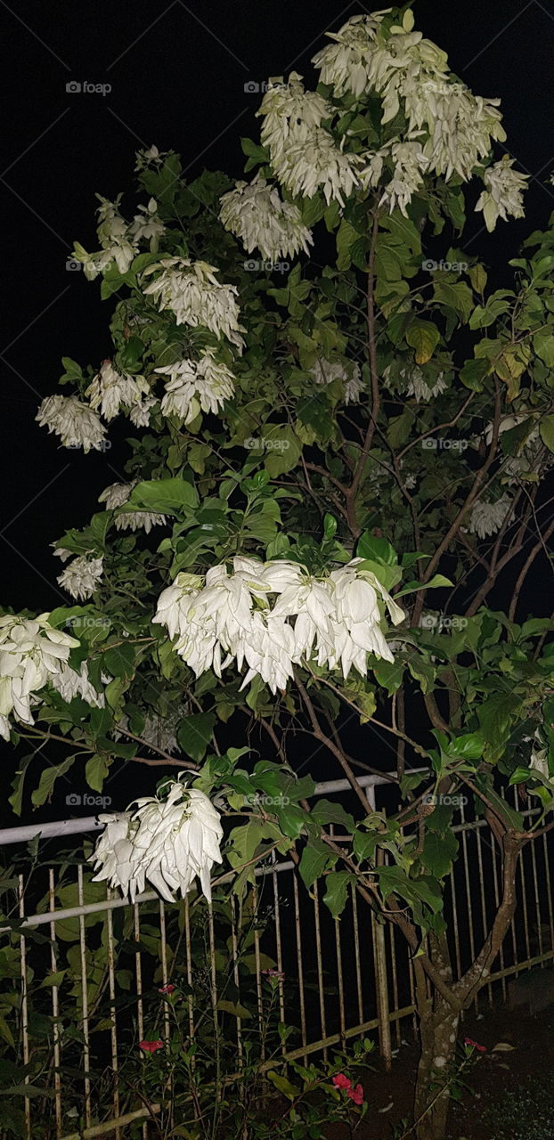 flower tree night