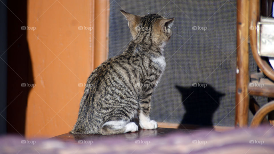 Little meow and her shadow - cute as a button and good for the heart and soul - sweet kitten.