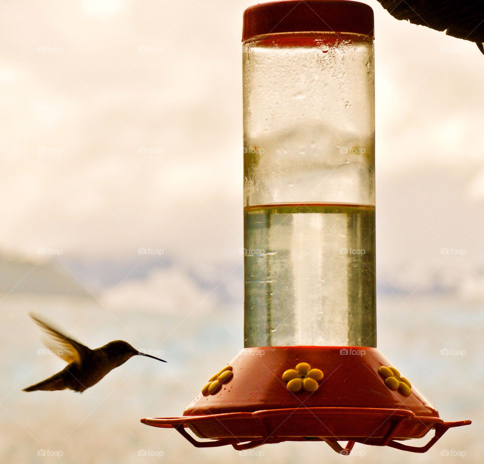 feeder hummingbird juneau alaska by refocusphoto