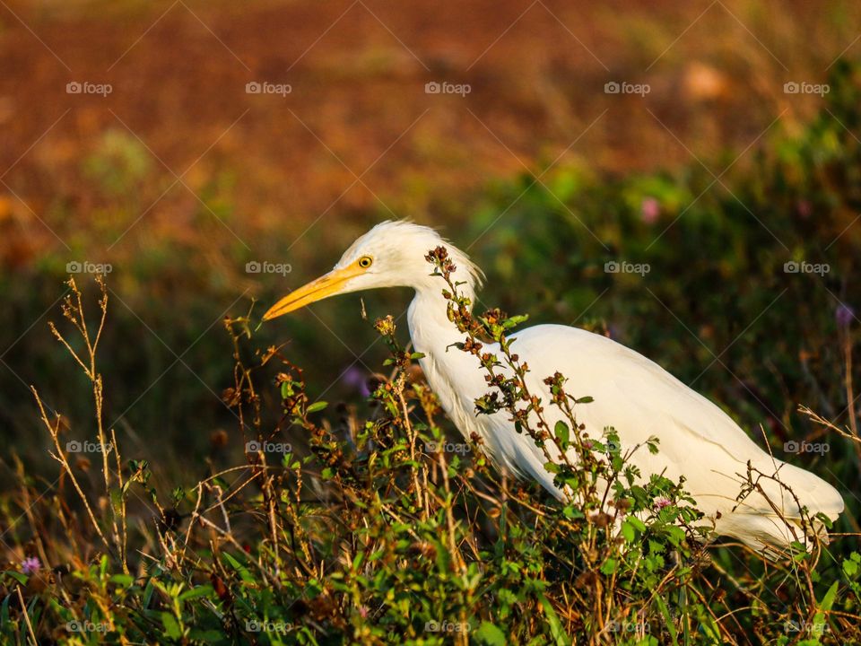 A white egret looking for food in an open area