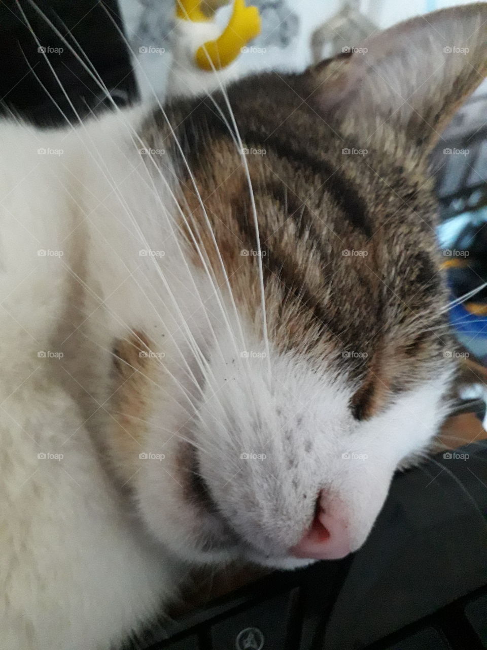 sleeping cat face