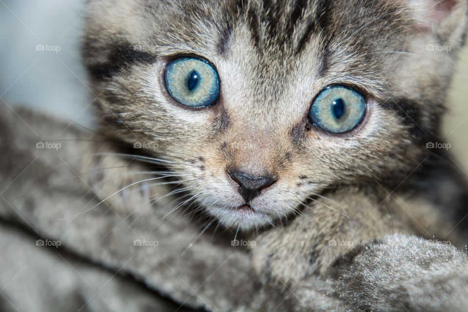 Blue eye kitty