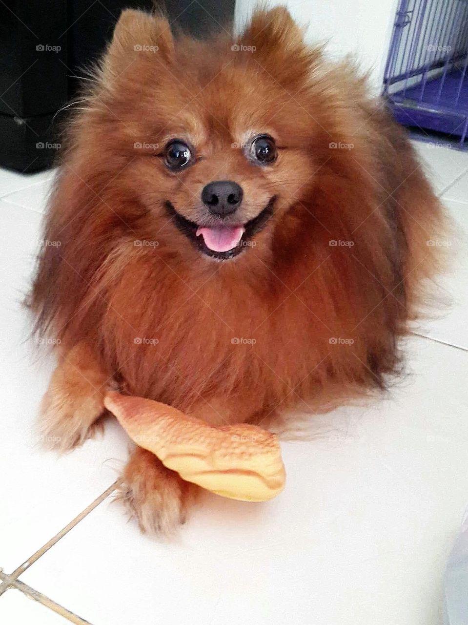 Chicken is Happiness