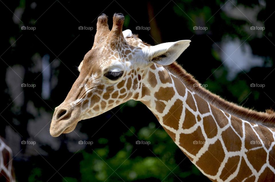 Close-up shots of a beautiful Giraffe.