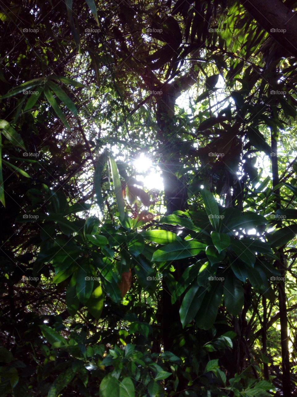 Sun shining through the trees