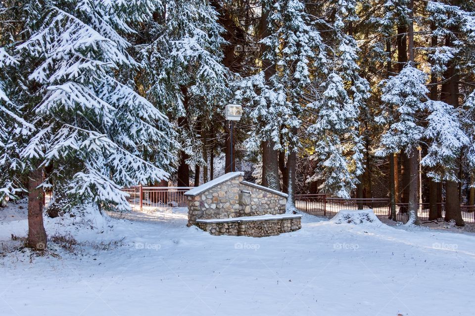 Beautiful winter landscape of pine trees covered with snow and outdoor fountain
