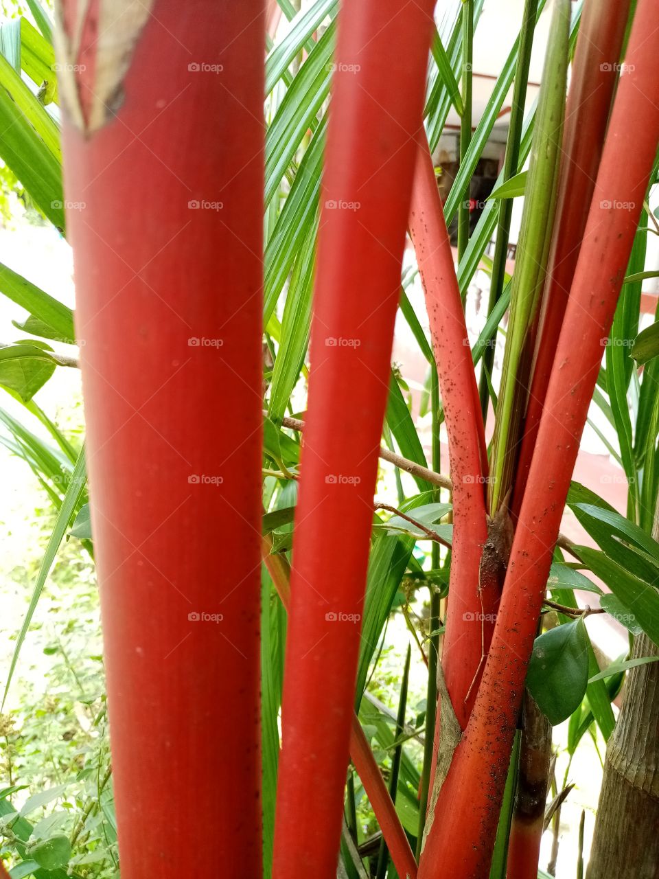 Red made me so beautiful