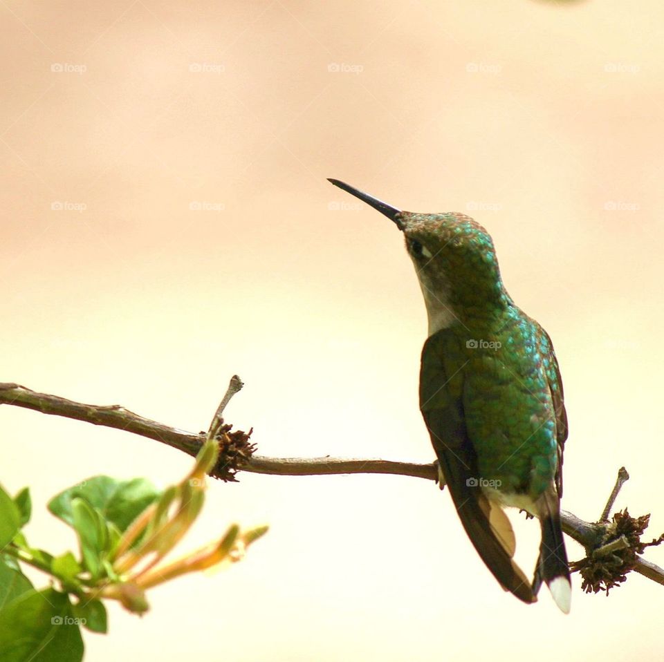 Hummingbird perched on flower branch