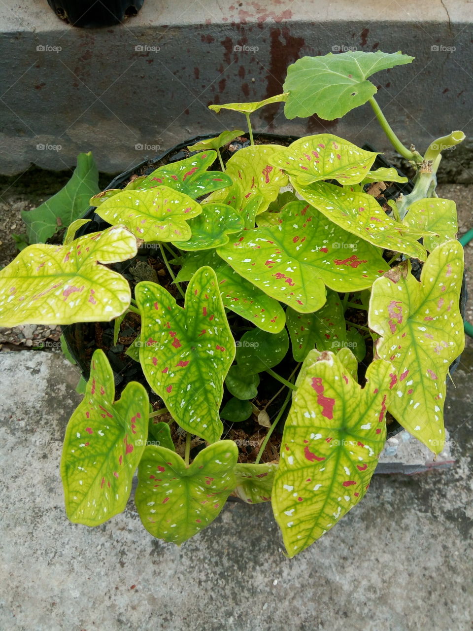 Leaf, Nature, Flora, Garden, Color