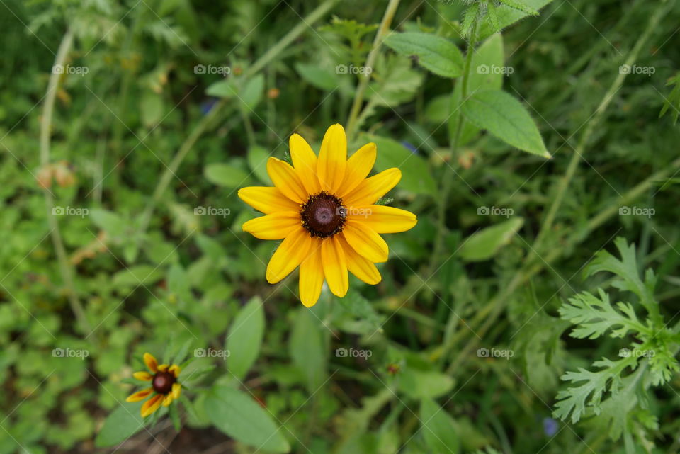 Yellow bee friendly flowers in my garden 