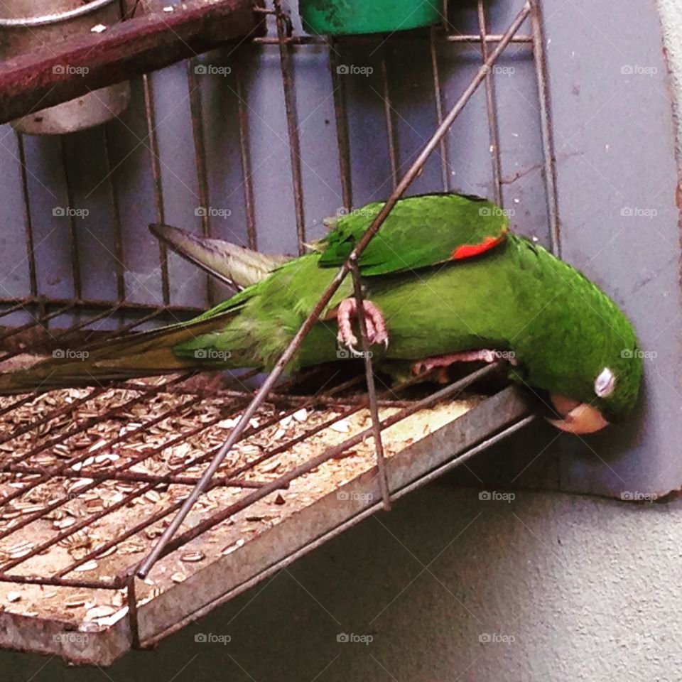 Sleeping bird