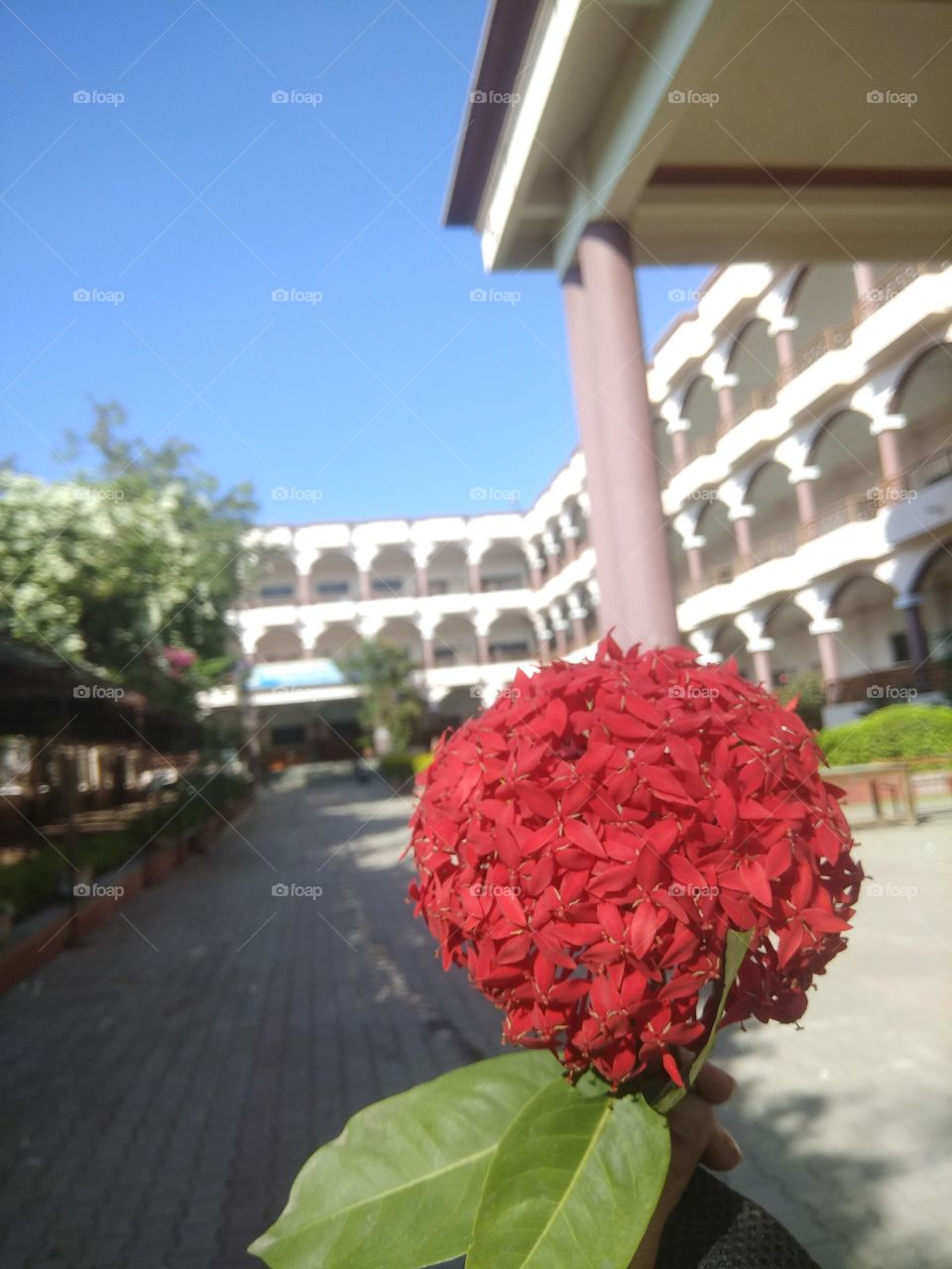 A bunch of red flowers in my hand!