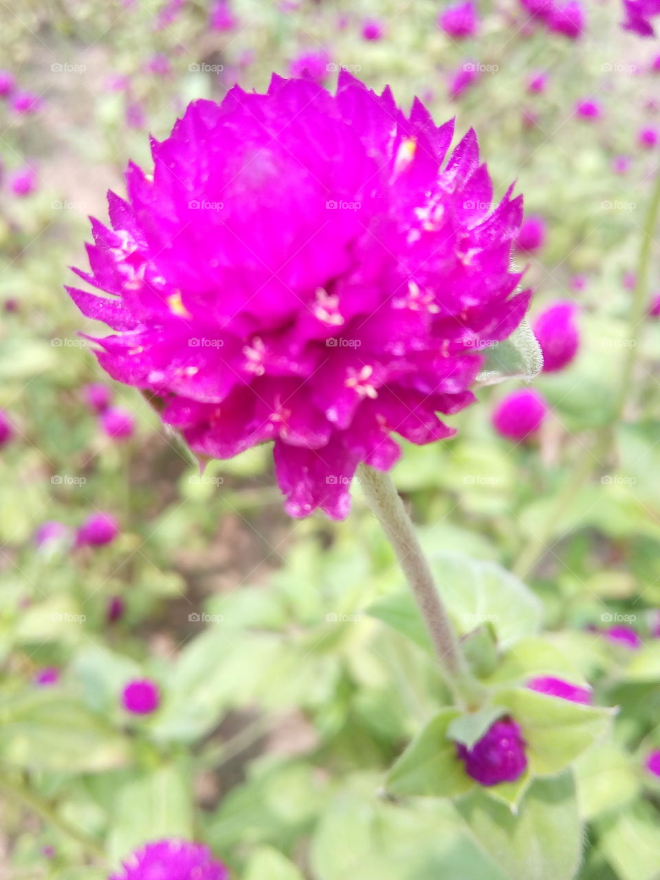 a pink brautiful flower in a garden.