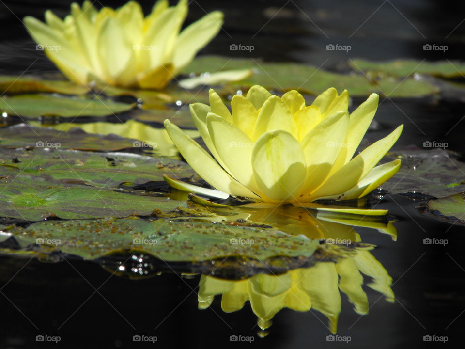 Waterlily