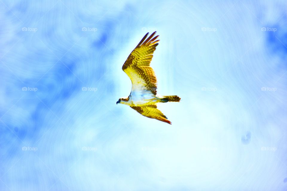 Osprey in air currents 