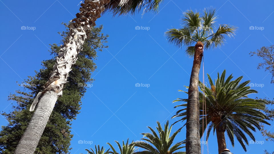 Exotic tropical palm trees at summer