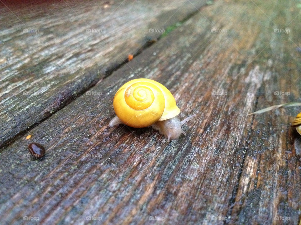snail by mamasnest
