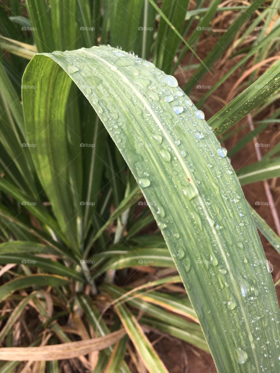 rain drop on sugar cane leave