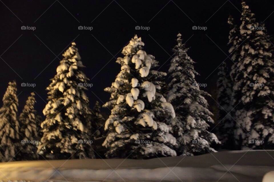 Christmas trees