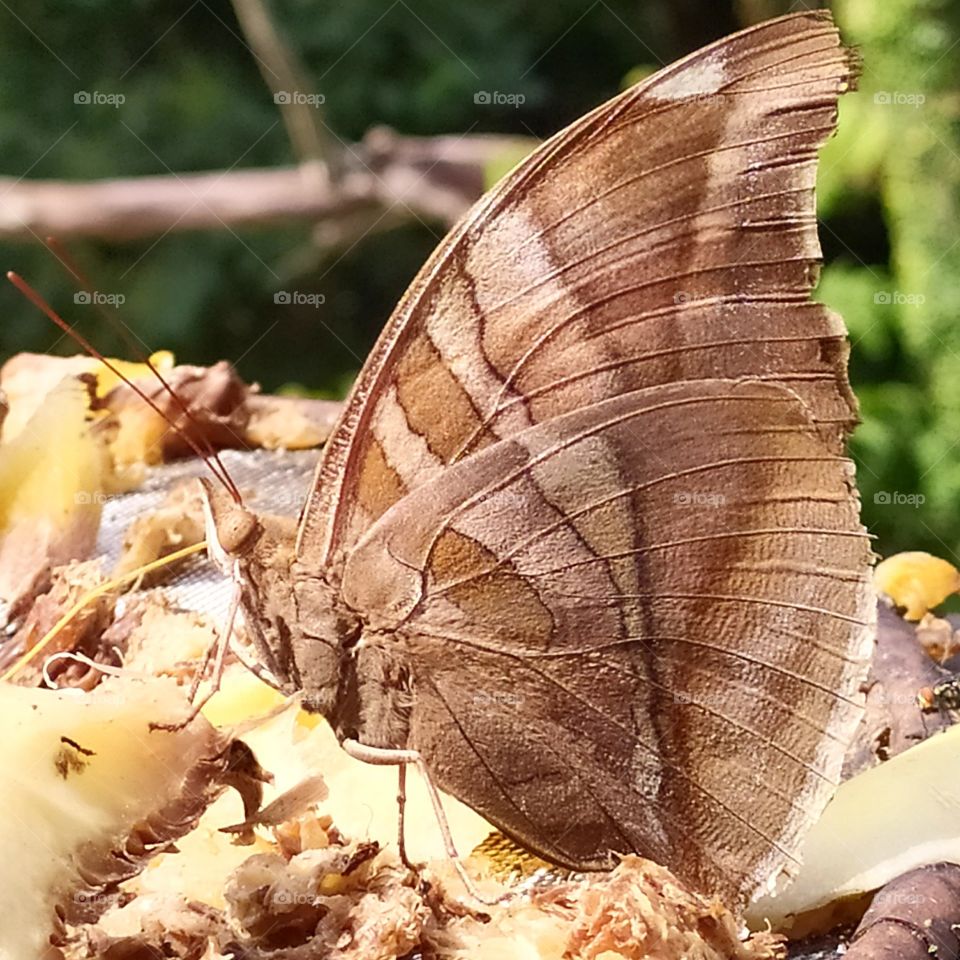 A special butterfly in a sunny day eating pineaple