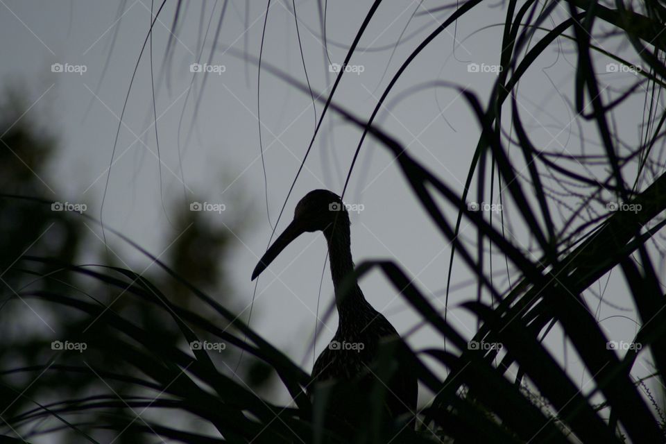 Limpkin in a Tree