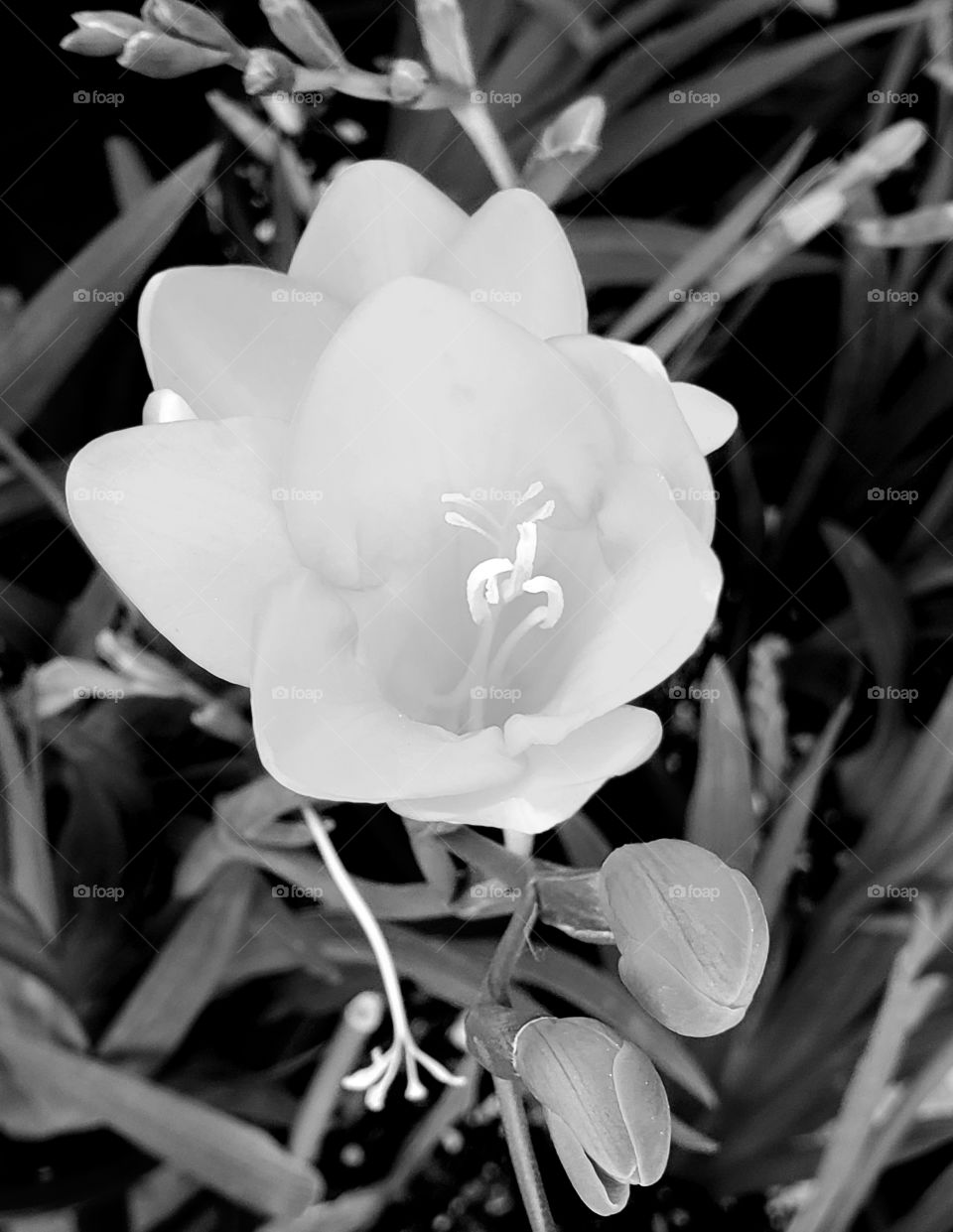 A delicate landscaped flower blooms in the summer on a sunny day.