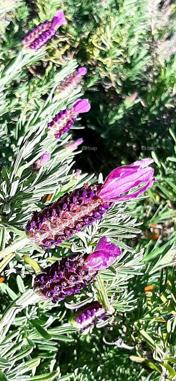 foap mission the signs of spring lavender in bloom flower garden