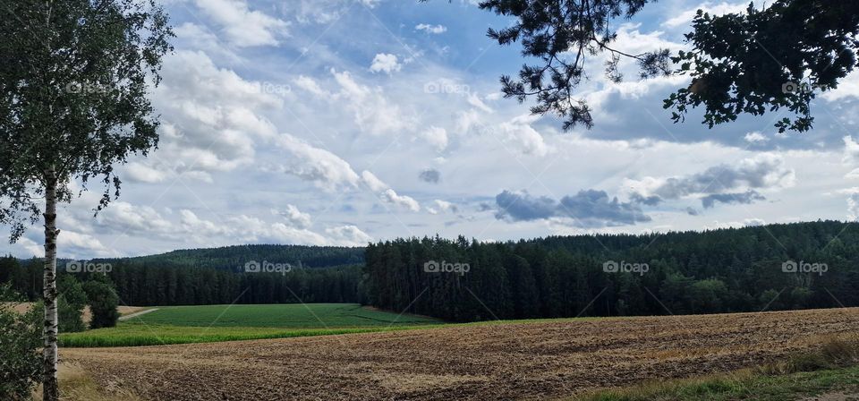 Forest in summer and field