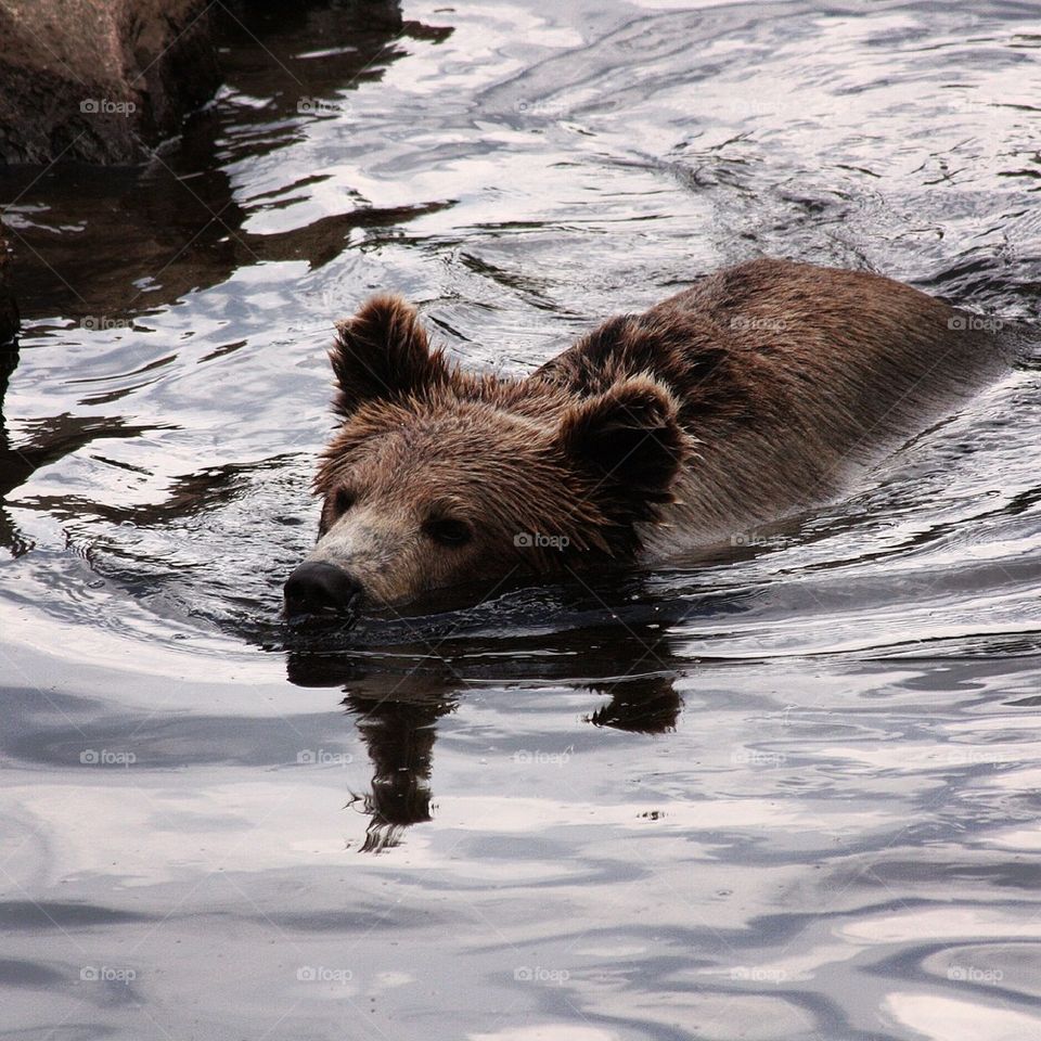 Björn / Bear