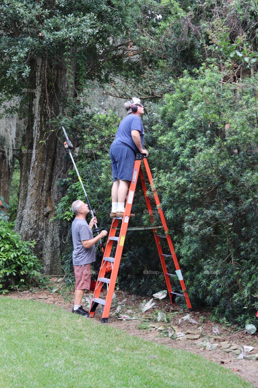 Two brothers working together to trim bushes one on ladder and one holds trimming tool